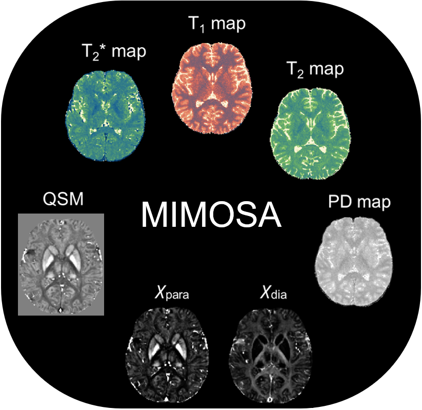 MIMOSA: Multi-parametric Imaging using Multiple-echoes with Optimized Simultaneous Acquisition for highly-efficient quantitative MRI Logo